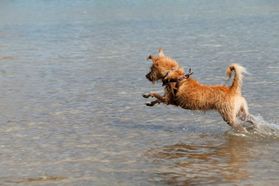 Hund tobt im Wasser